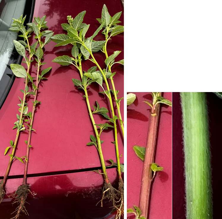 Waterhemp (left side of each picture) can be distinguished from redroot and smooth pigweeds (right side of each picture) by the absence of find hairs on the stems of waterhemp. Photos courtesy of Eric Anderson.